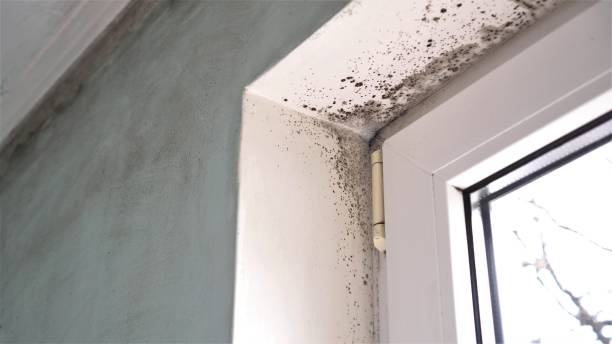 Mold Removal and Inspection in Hamshire, TX
