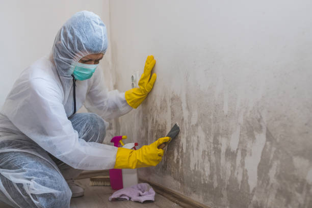 Best Mold Removal Company Near Me  in Hamshire, TX