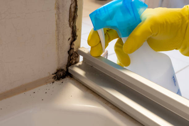 Best Affordable Mold Removal  in Hamshire, TX
